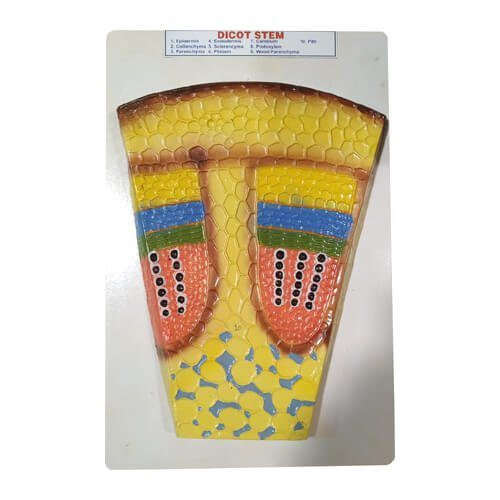Dicot-Stem-Model-on-Board