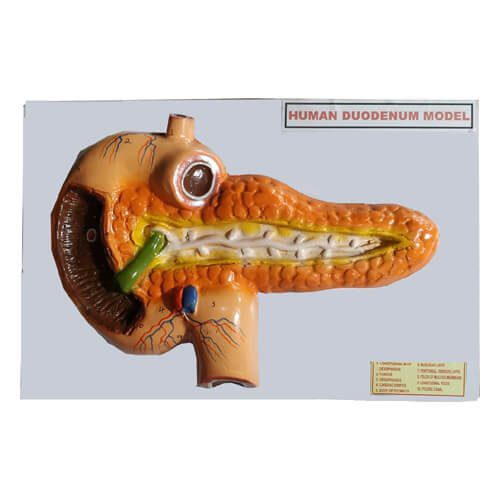 Human-Duodenum-Model