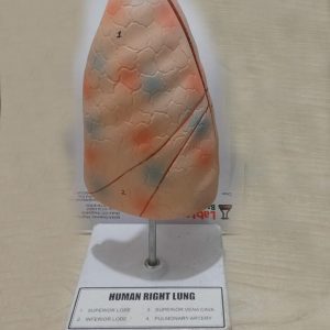 Human-lung-Model-for-Education-back-side