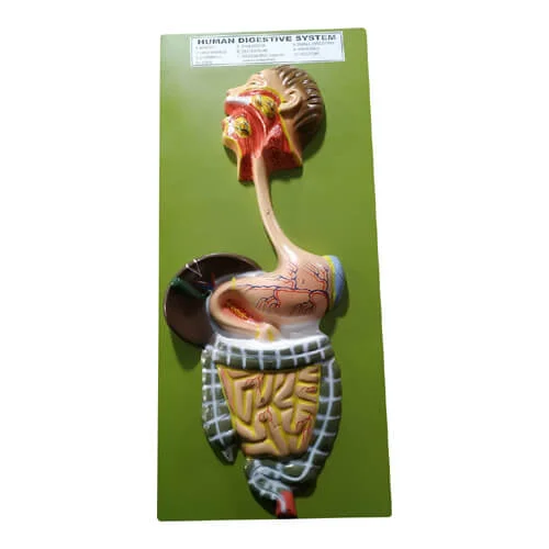 Human-Digestive-System-Model.jpg