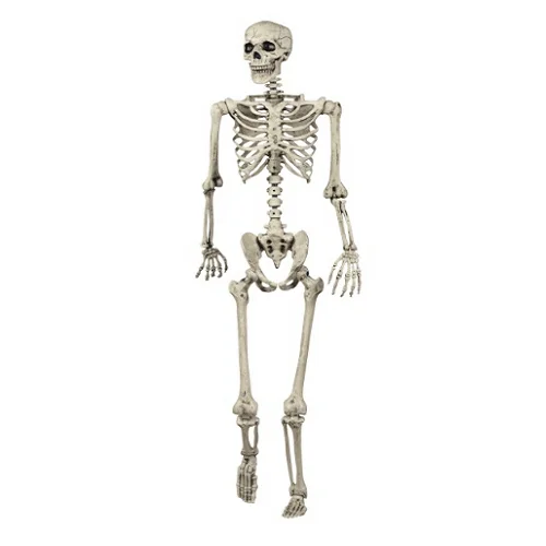 Human-Skeleton-5-Feet-Indian-Fiber-Glass.png