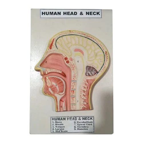 Model-of-Human-Head-and-Neck.jpg