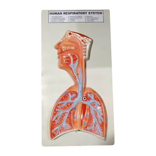 Model-of-Human-Respiratory-System-on-Board.jpg