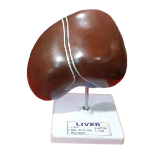 Model-of-Liver.jpg