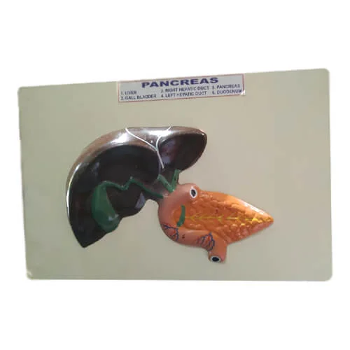Model-of-Pancreas.jpg (1)