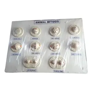 Animal Mitosis Model On Board