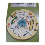 Animal Cell Model