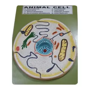 Animal Cell Model