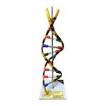 Artificial DNA Model on Stand