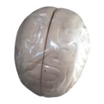 Human Brain Artificial Model
