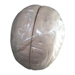 Human Brain Artificial Model