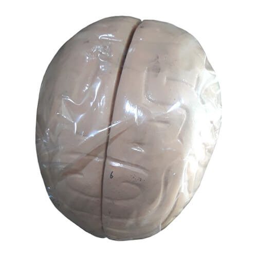 Human Brain Artificial Model
