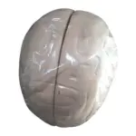Human Brain Artificial Model