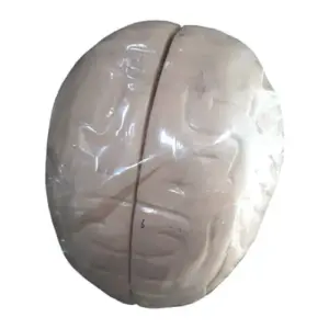 Human Brain Artificial Model