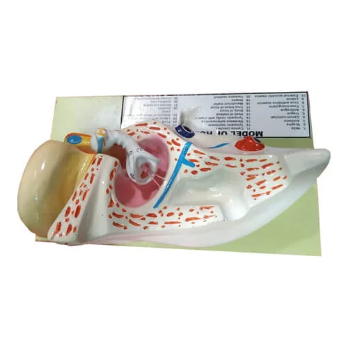 Human Ear Model-Scientific Ear Model - Image 2