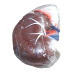 Human Kidney Artificial Model