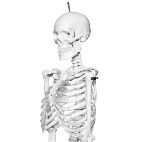 Human Skeleton 5 Feet Indian Plastic Skeleton - Image 2