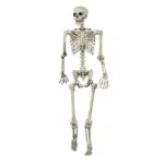 Human Skeleton 5 Feet Indian Plastic Skeleton