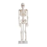 Human Skeleton 85CM, Model: XC-102