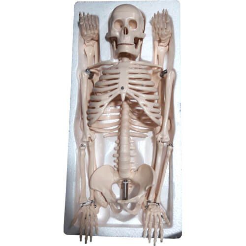 Human Skeleton 85CM, Model: XC-102 - Image 2