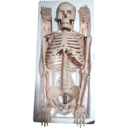 Human Skeleton 85CM, Model: XC-102 - Image 2
