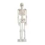 Human Skeleton 85CM, Model: XC-102