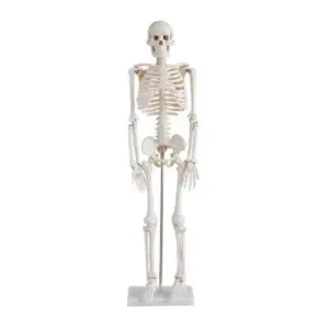 Human Skeleton 85CM, Model: XC-102