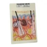 Human Skin Model on Board