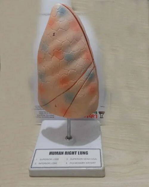 Human Lung Model for Education - Image 2