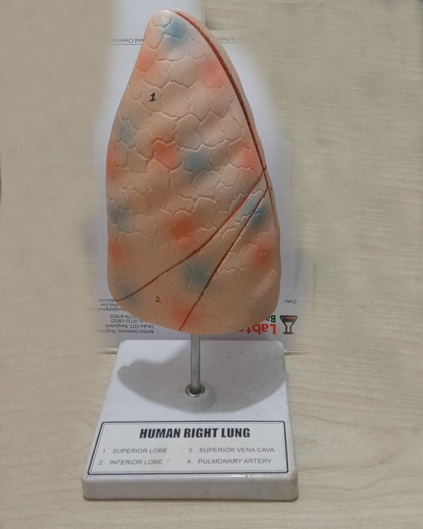 Human Lung Model for Education - Image 2
