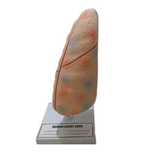 Human Lung Model for Education