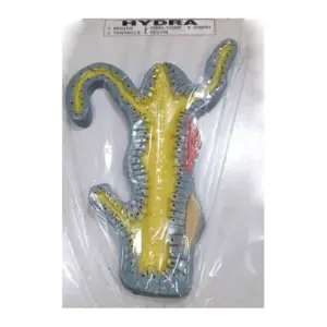 Hydra Model