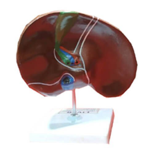 Model of Human Liver - Image 2