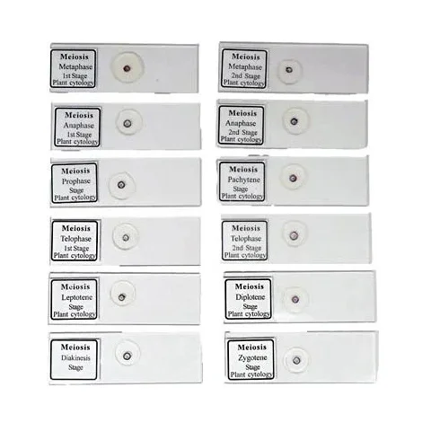 Meiosis Permanent Slide 1 Set - Image 2