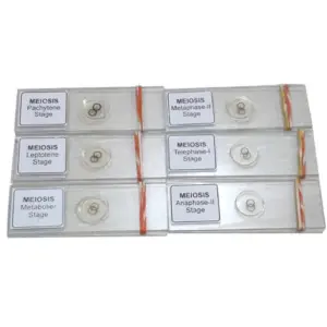 Meiosis Permanent Slide 1 Set