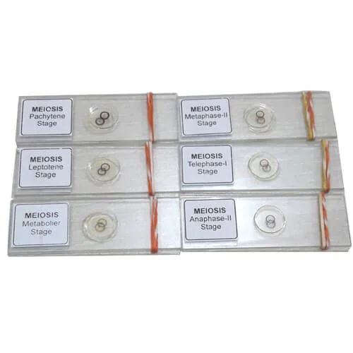 Meiosis Permanent Slide 1 Set