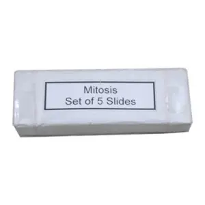 Mitosis Permanent Slide 1 Set