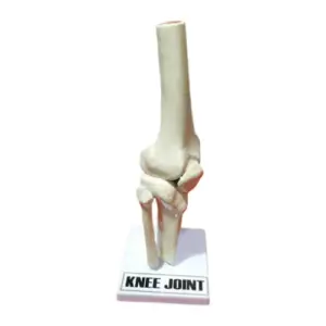 Knee Joint Model – Plastic Fiber