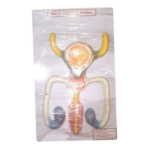 Male Genital Model for Education