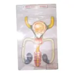 Male Genital Model for Education