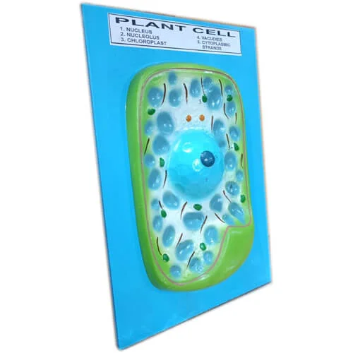 Model of Plant Cell on Board - Image 3
