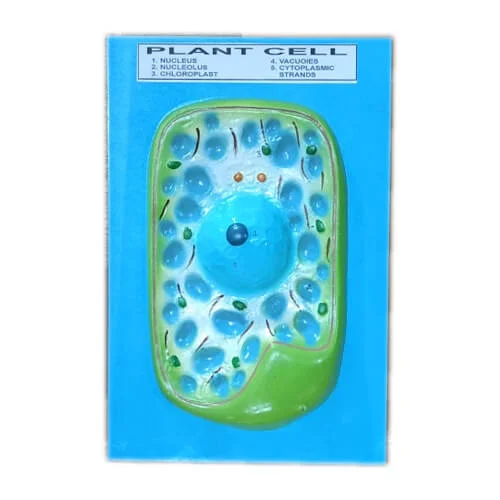 Model of Plant Cell on Board - Image 2