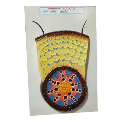 Monocot Root TS Model On Board