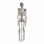 Small Human Skeleton 42cm China