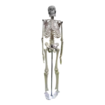 Small Human Skeleton 42cm China