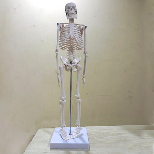 Small Human Skeleton 42cm China - Image 2