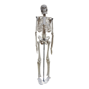 Small Human Skeleton 42cm China