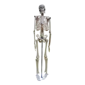 Small Human Skeleton 42cm China