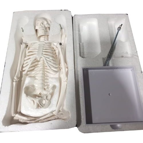 Small Human Skeleton 42cm China - Image 3