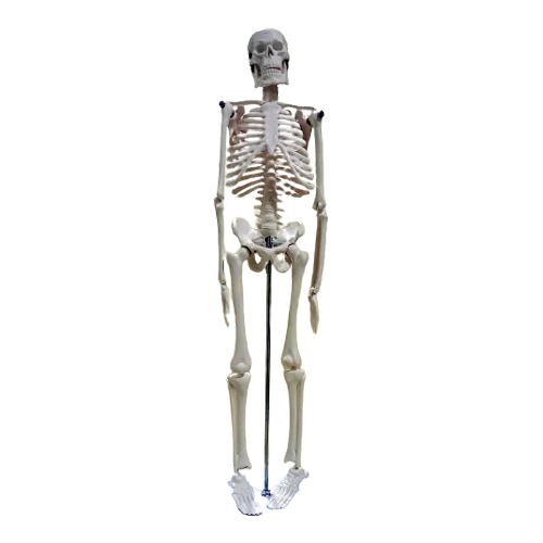 Small Human Skeleton 42cm China